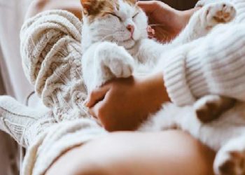 İLK DEFA KEDİ SAHİPLENENLER İÇİN 5 ALTIN KURAL