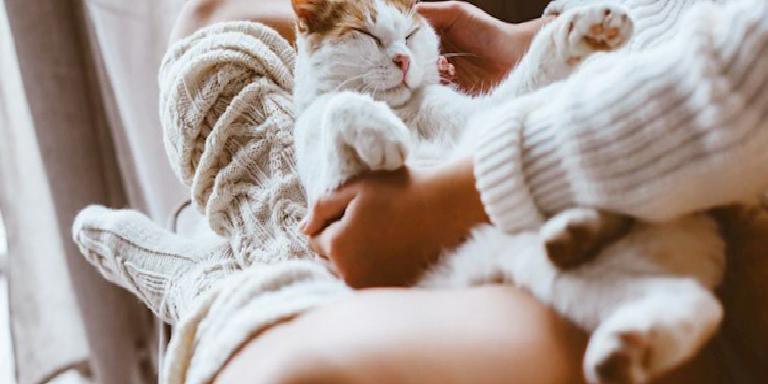 İLK DEFA KEDİ SAHİPLENENLER İÇİN 5 ALTIN KURAL