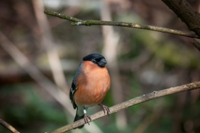 Bulent-Sakrak-ve-Duygu-Arabacioglu-Aski-Cihangir8217de-Belgelendi-featured