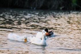 The-Knight-of-the-Seven-Kingdoms-Beklerken-Game-of-Thrones-Tadinda-15-Dizi-featured