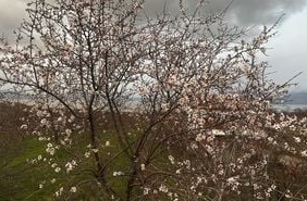 isparta-da-badem-agaclari-cicek-acti-19585872_amp